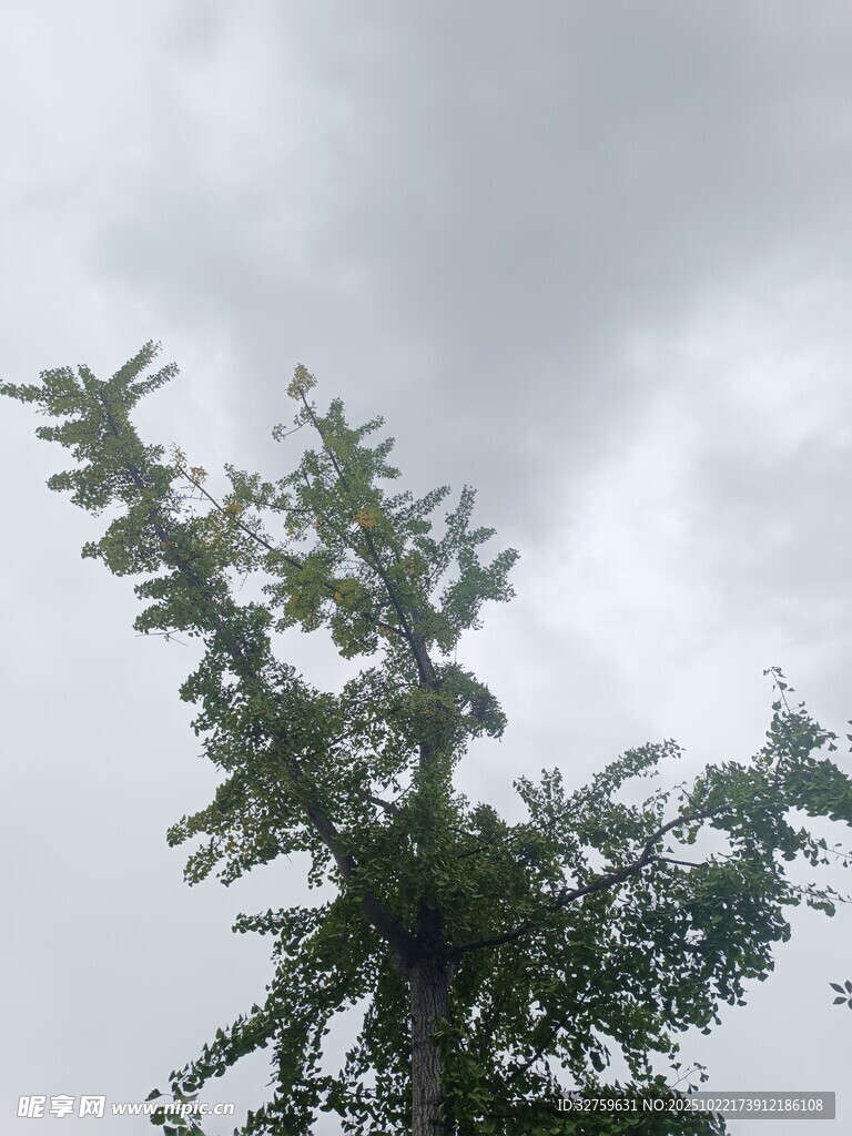天空下的繁茂绿树