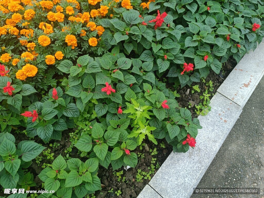 多彩花卉装点路边美景