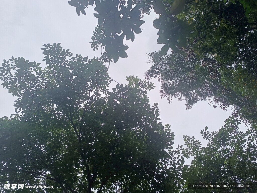 仰视茂密树林树冠