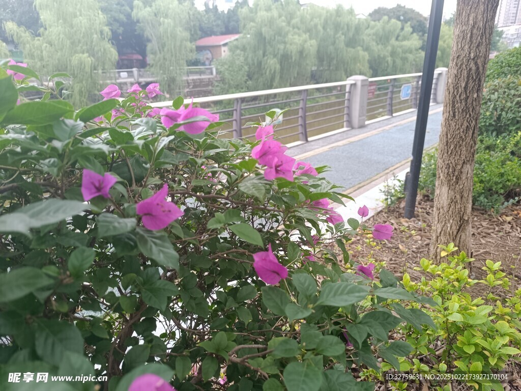 路边绽放的娇艳紫色花朵