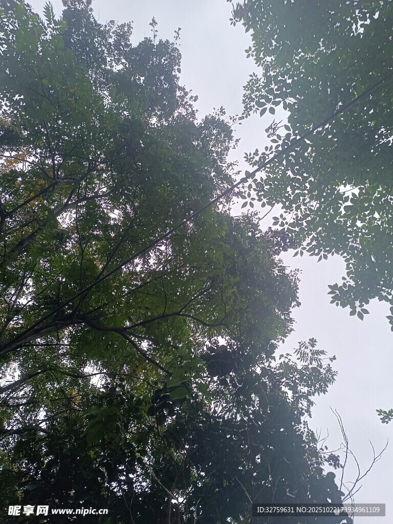 仰视茂密森林树冠