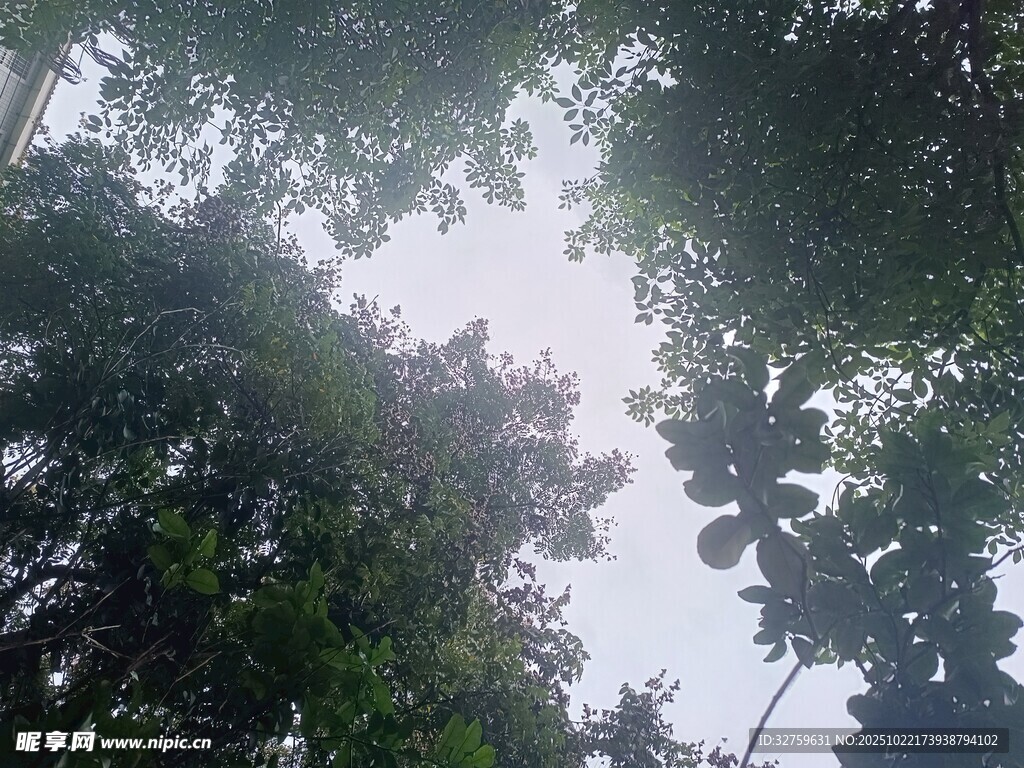 仰视茂密树林树冠