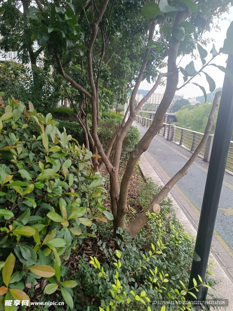 路边绿植景观