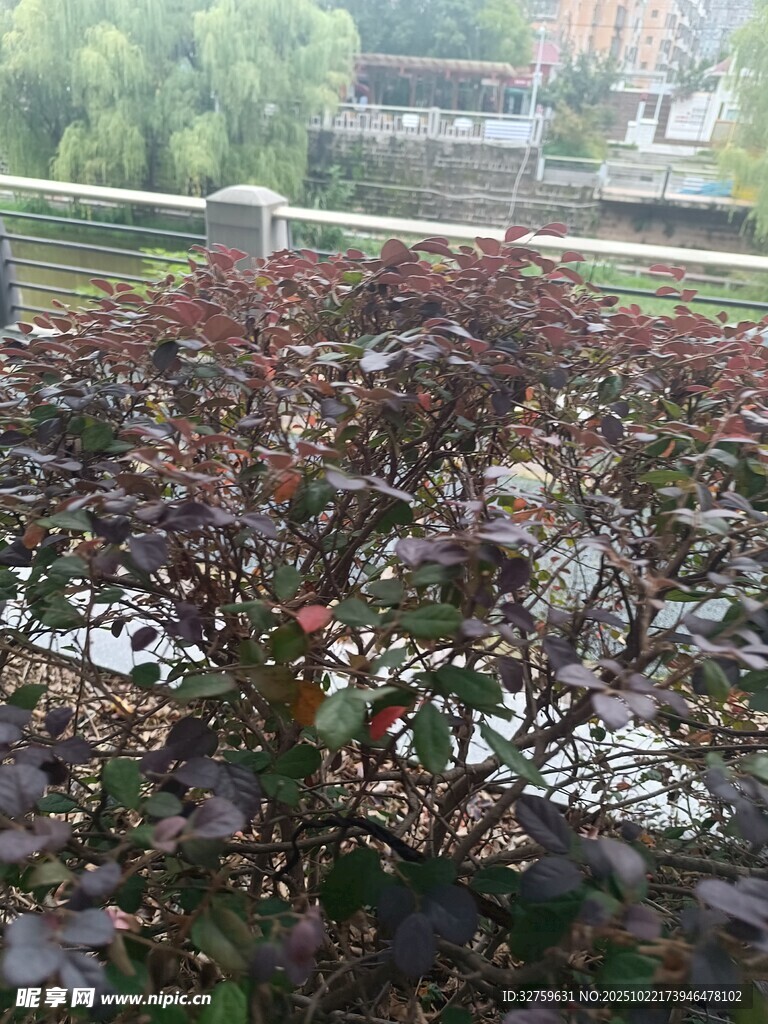 红叶繁茂的庭院景观