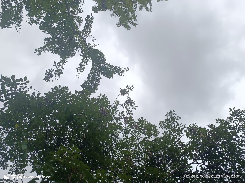仰视茂密树冠与天空