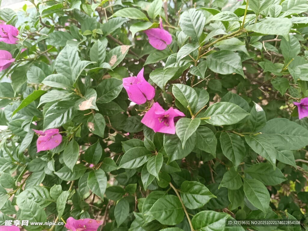 绿叶丛中的娇艳粉花