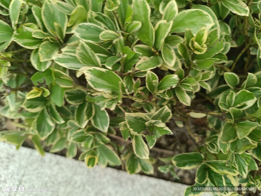 金边绿叶植物特写