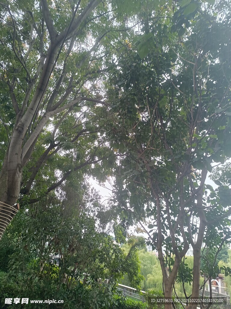 夏日林荫道绿意盎然