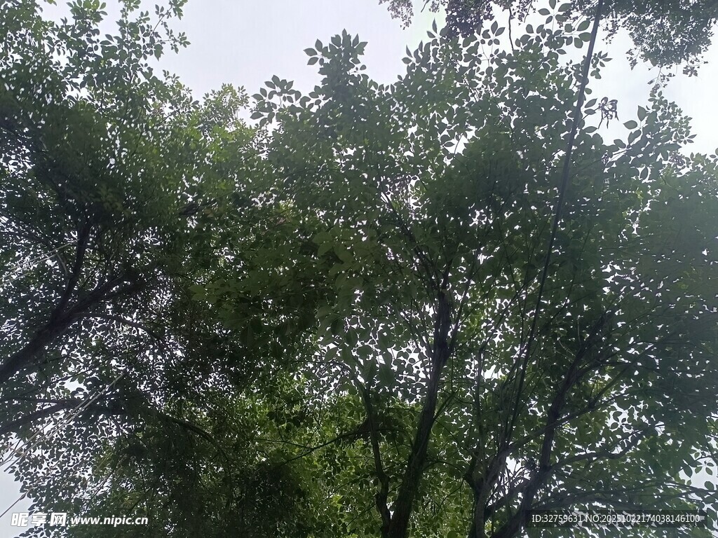 茂密绿树展现自然生机