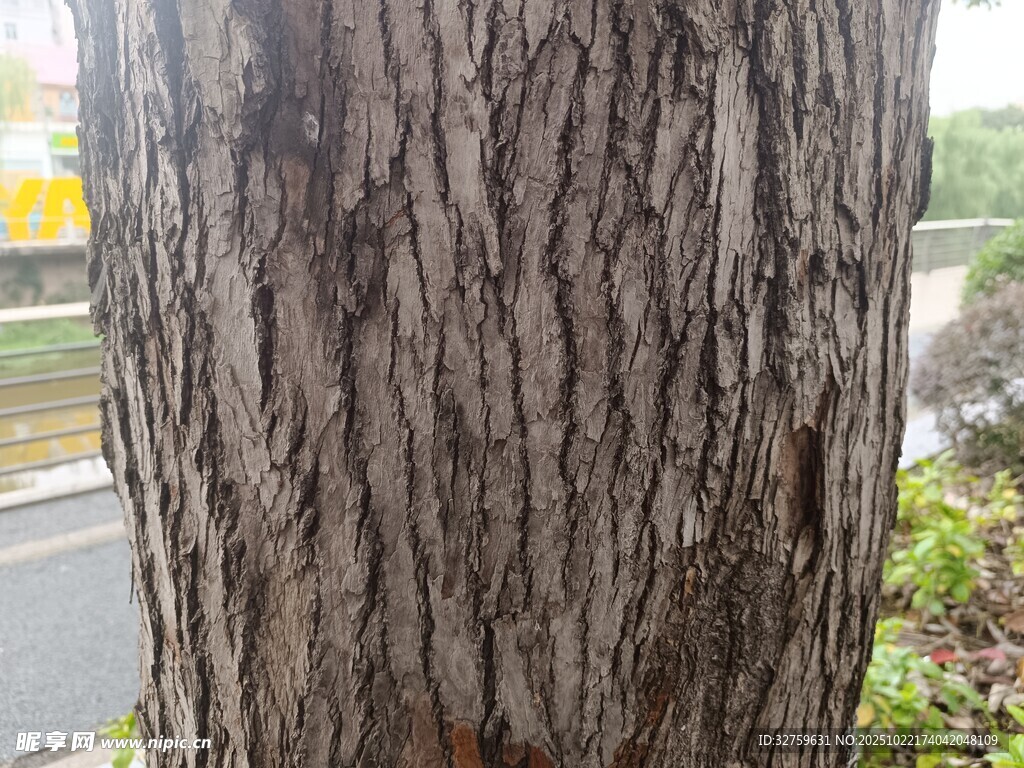 树干纹理特写