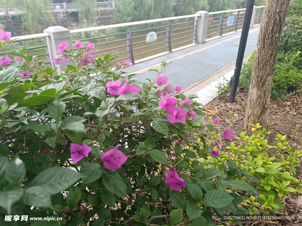 路边绽放的娇艳紫色花朵