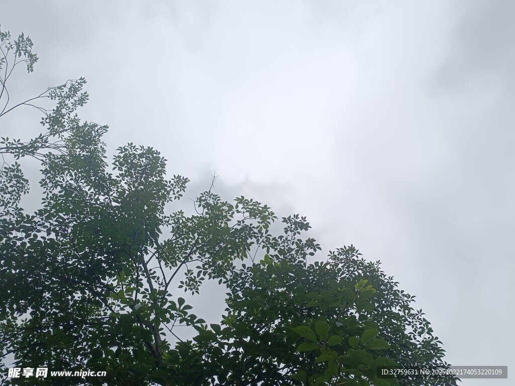 仰视天空下的繁茂绿树