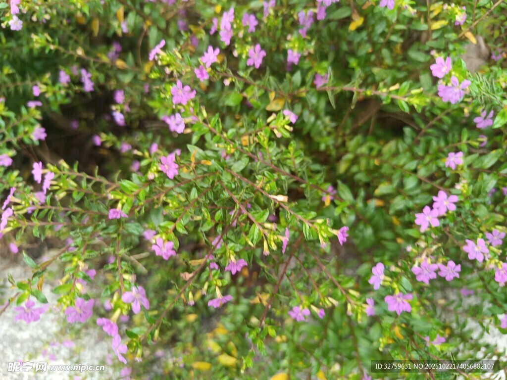 繁茂紫花绿植景观