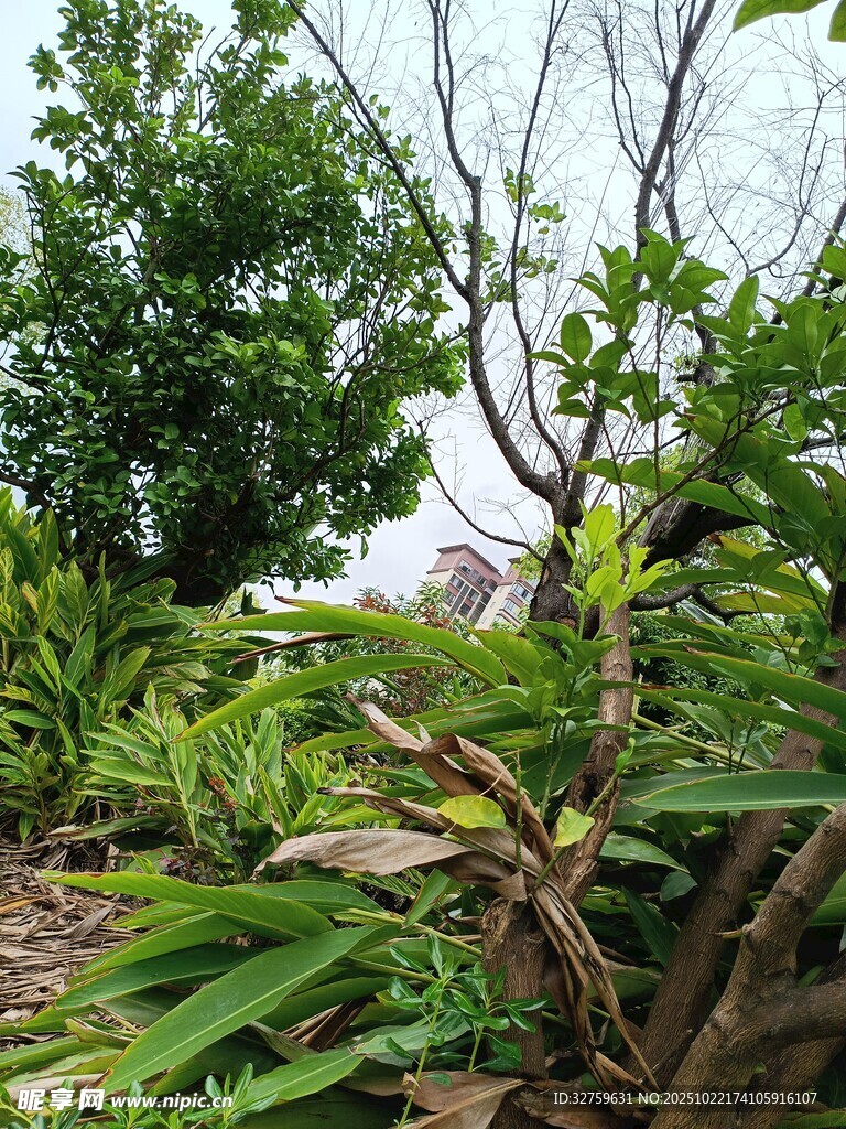 繁茂绿植中的独特植株