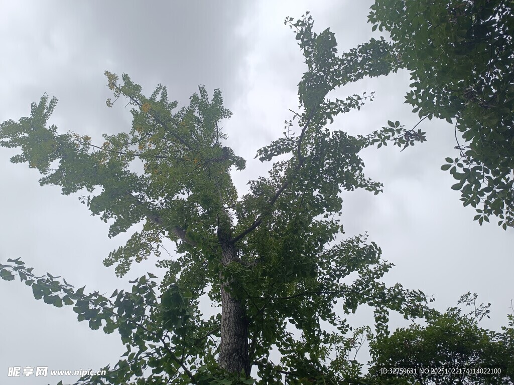 天空下的繁茂绿树