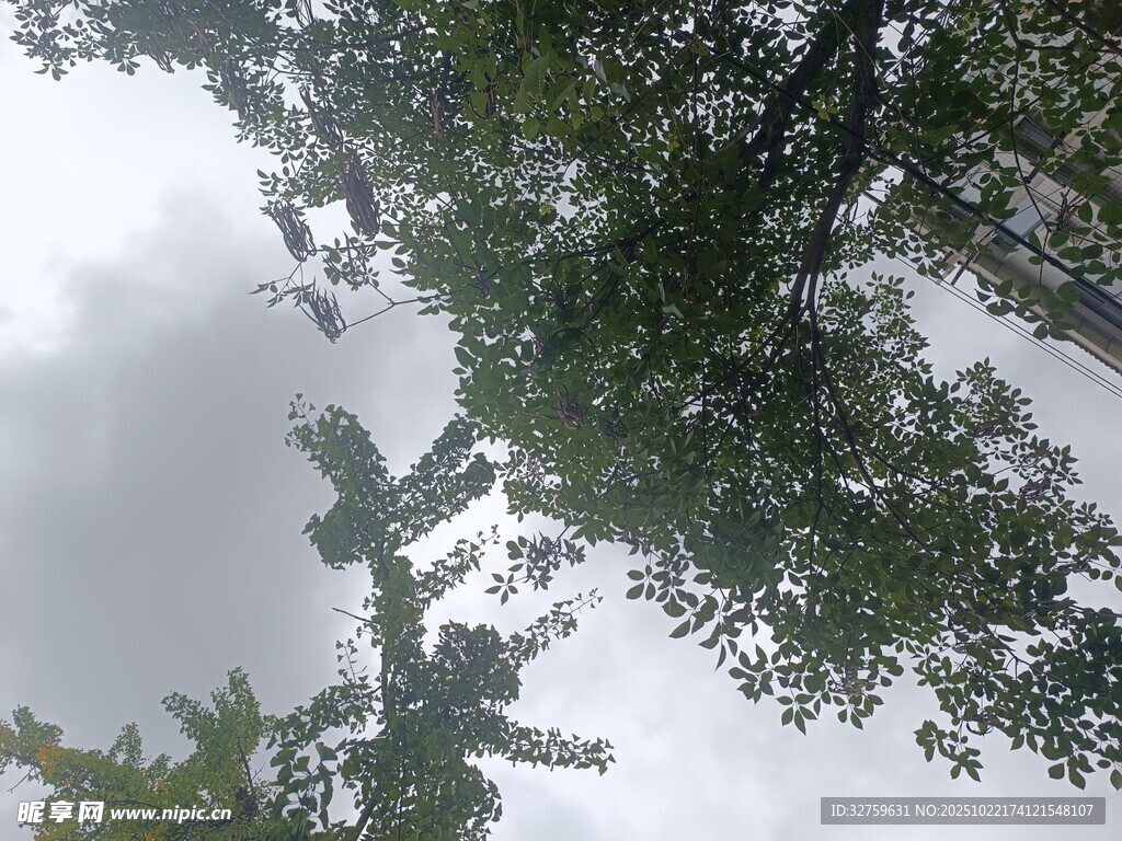 仰视树冠下的灰白天空