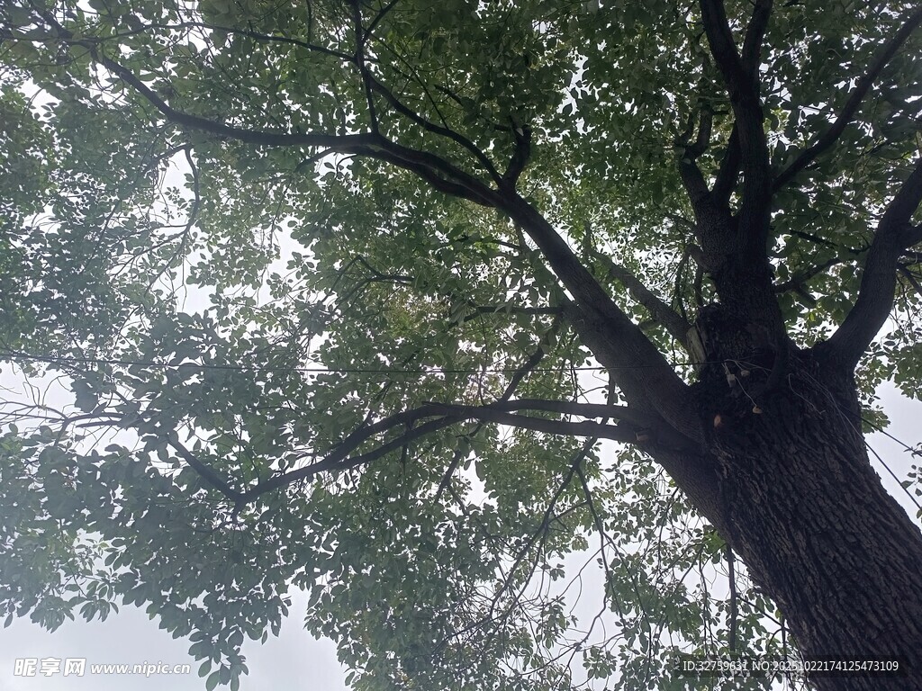 雨中繁茂大树