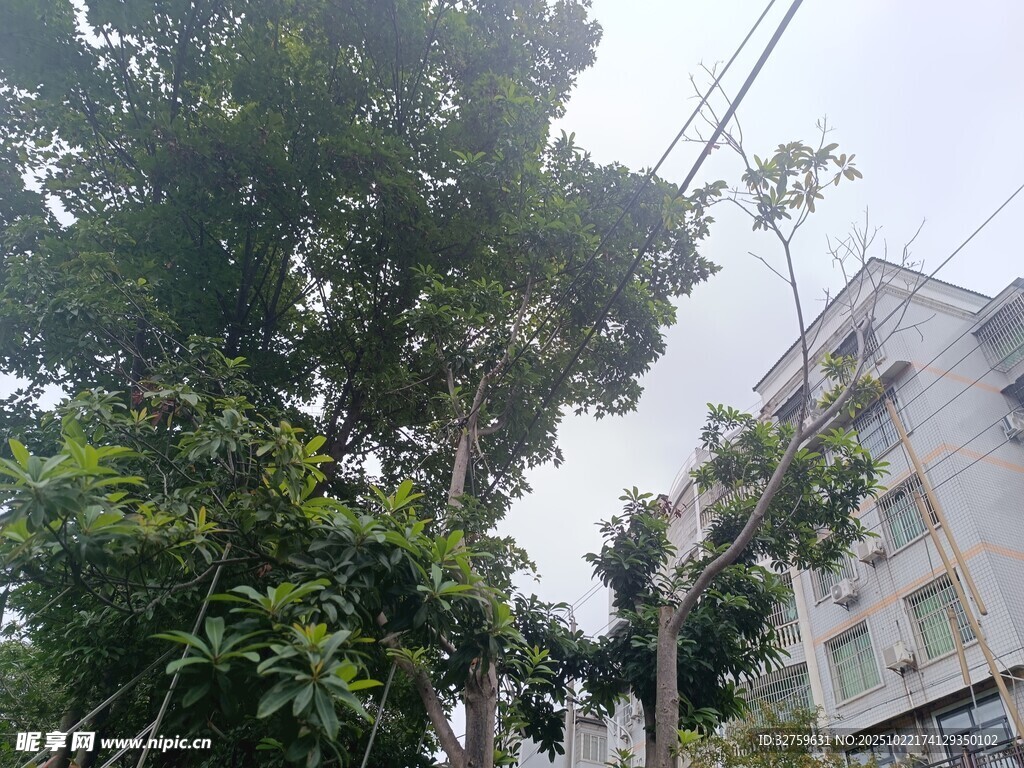 绿树环绕的白色房屋