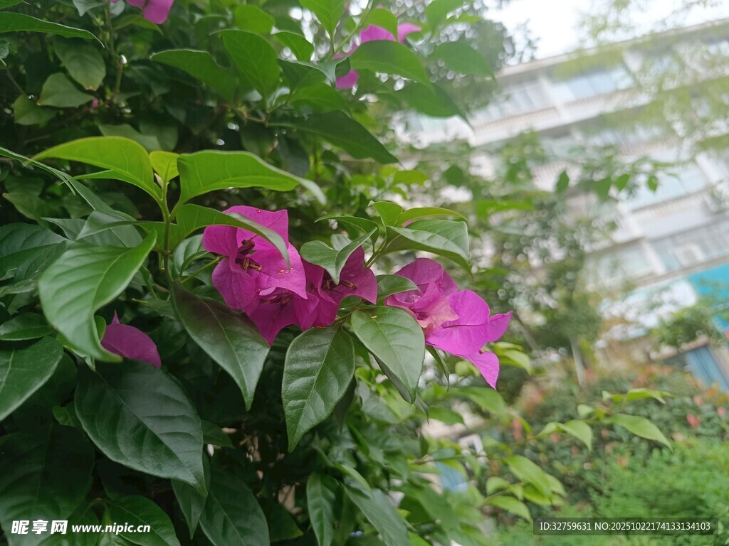 绿叶丛中的娇艳紫花