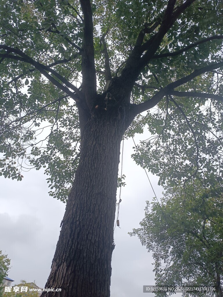 高大挺拔的参天大树