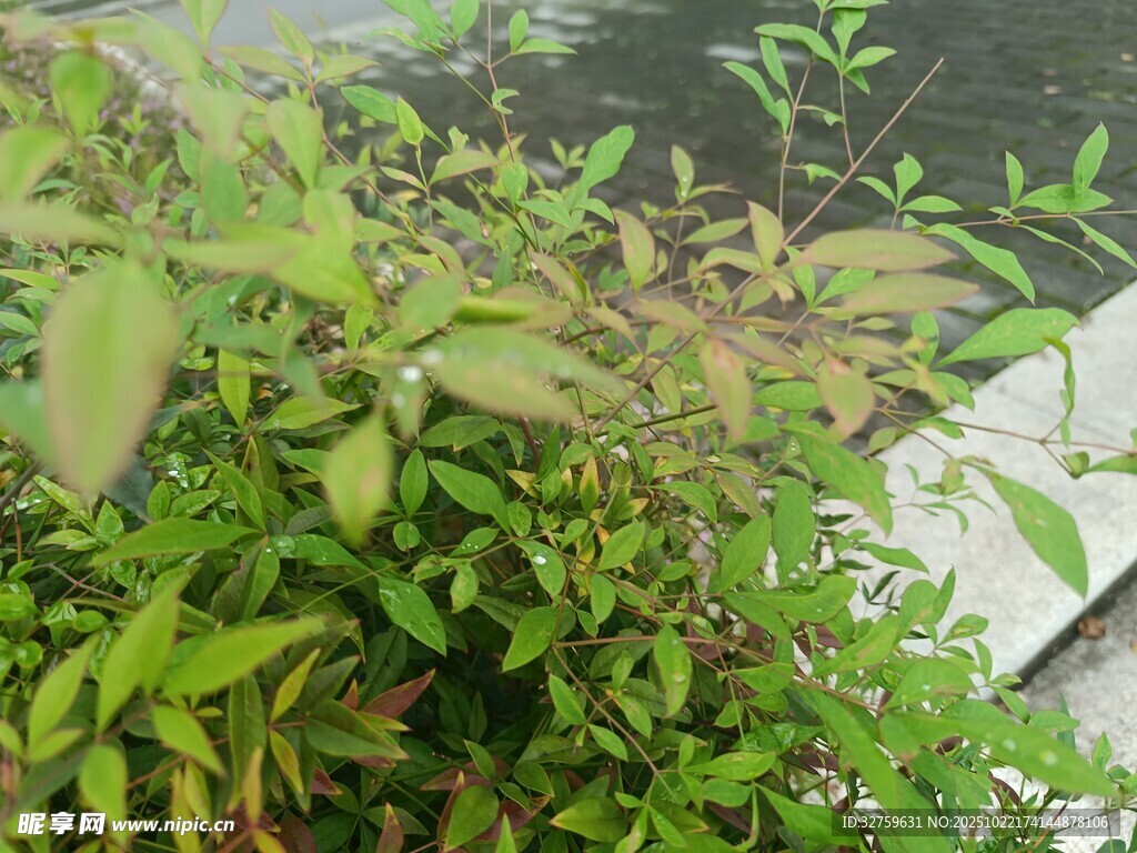水边繁茂绿植