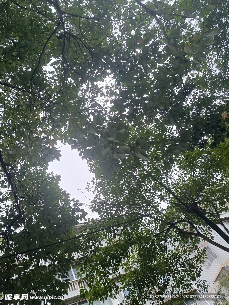 透过枝叶的天空景象