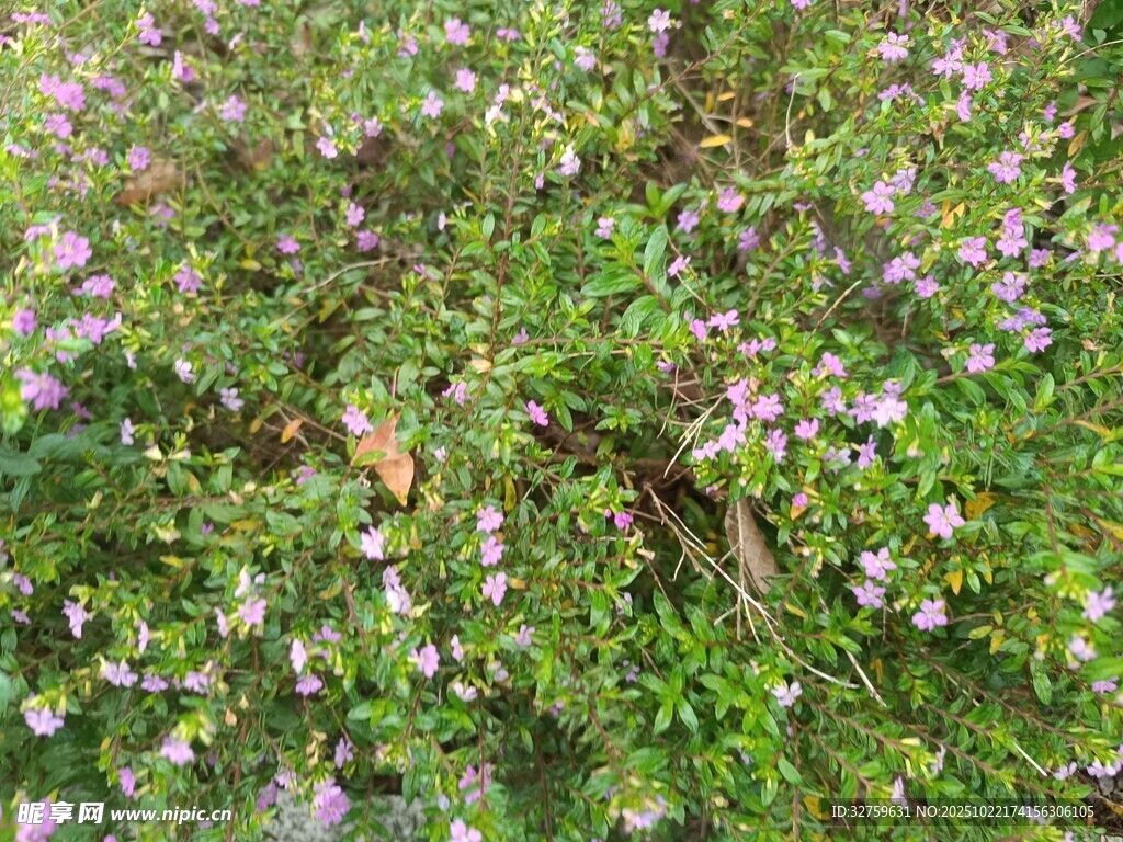 繁茂花丛中的紫色小花
