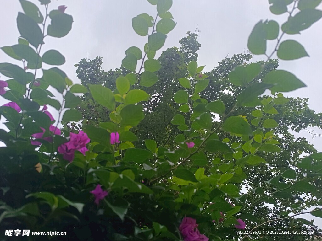 绿叶丛中的娇艳紫花