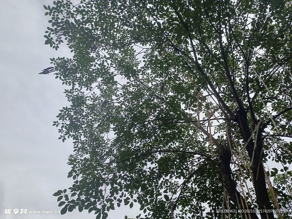 高大树木枝叶繁茂