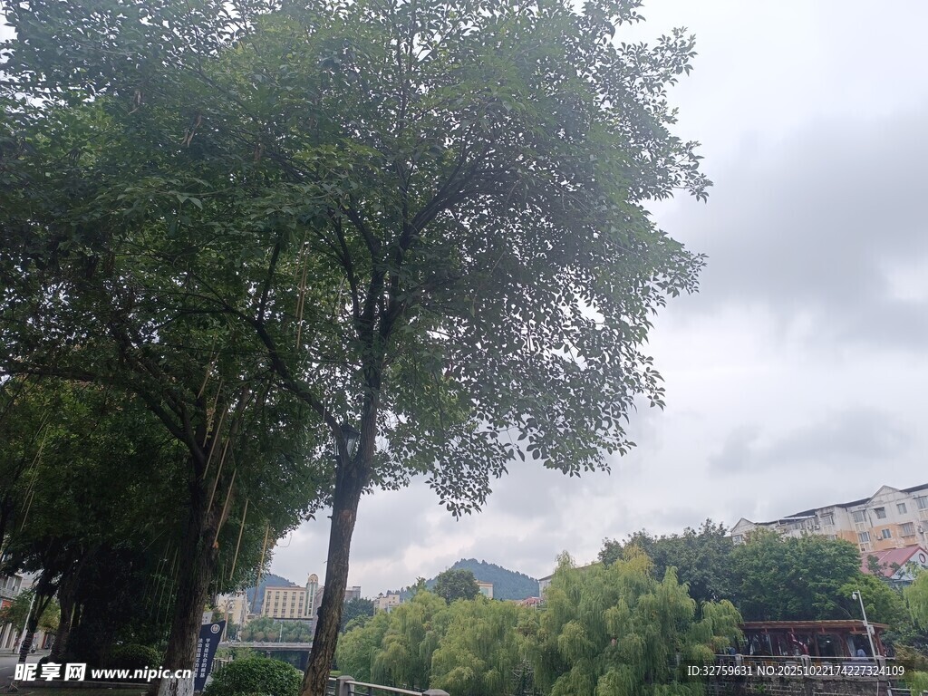 阴天里的绿树与远处建筑