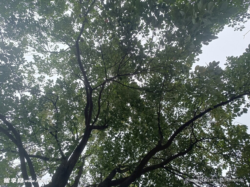 仰视繁茂大树枝叶