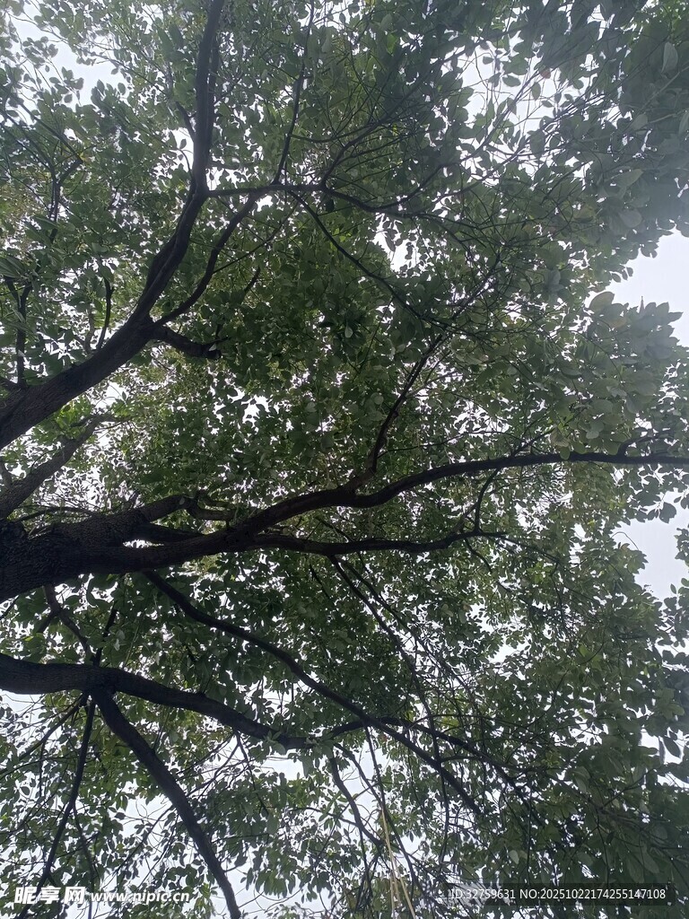仰视繁茂树冠