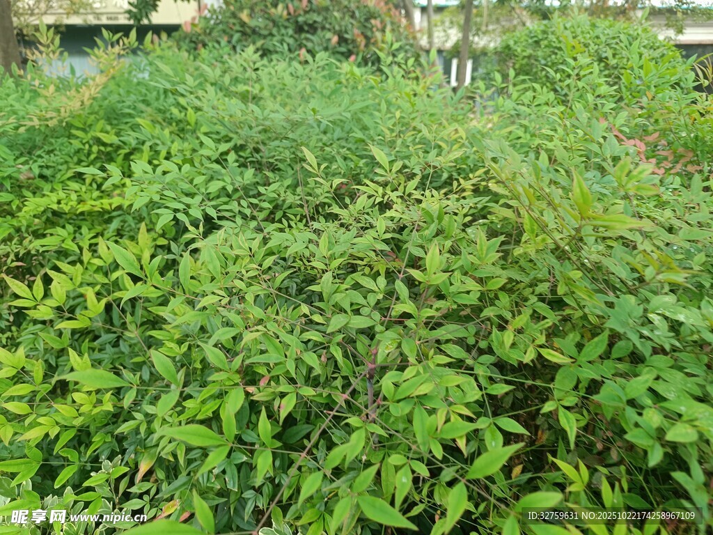 繁茂绿植景观