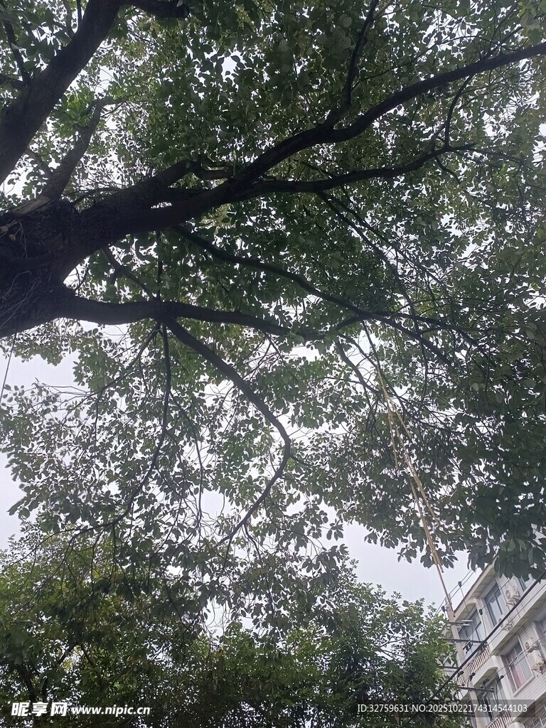 仰视繁茂树枝与天空