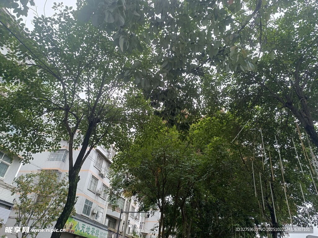 城市中繁茂的绿树景观