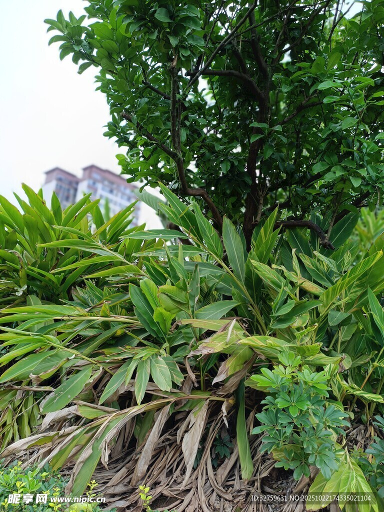 绿叶繁茂的绿植景观