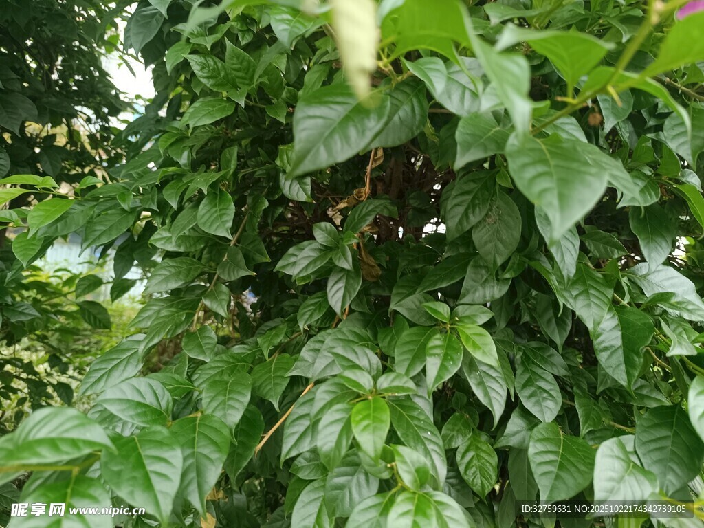 茂盛的绿叶植物景象