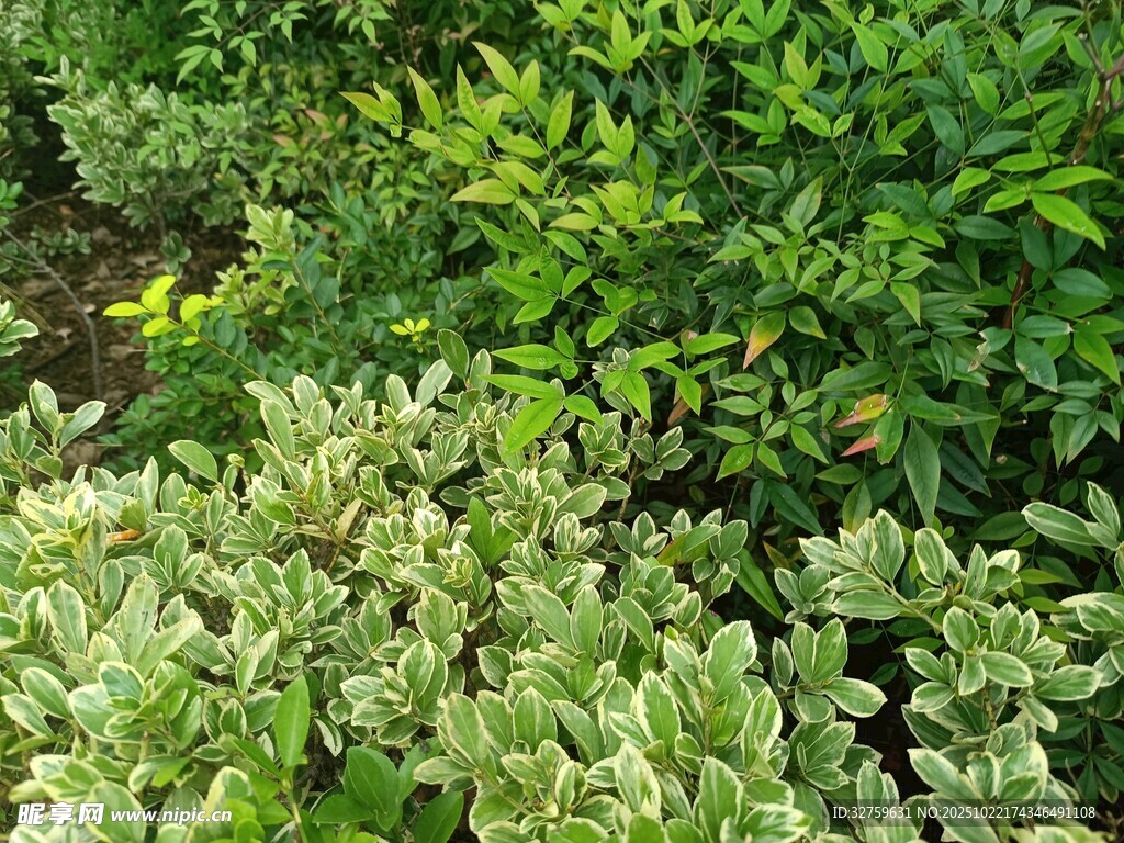 绿叶繁茂的植物景观