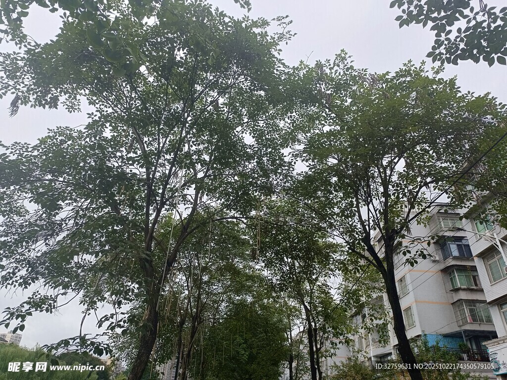 绿树环绕的居民楼