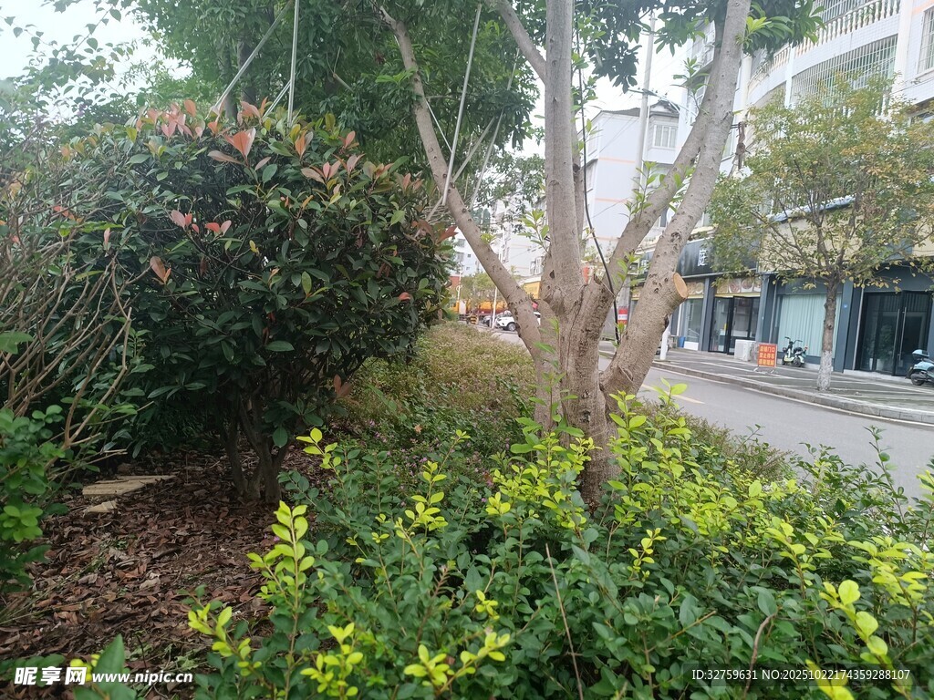 城市街边绿植景观