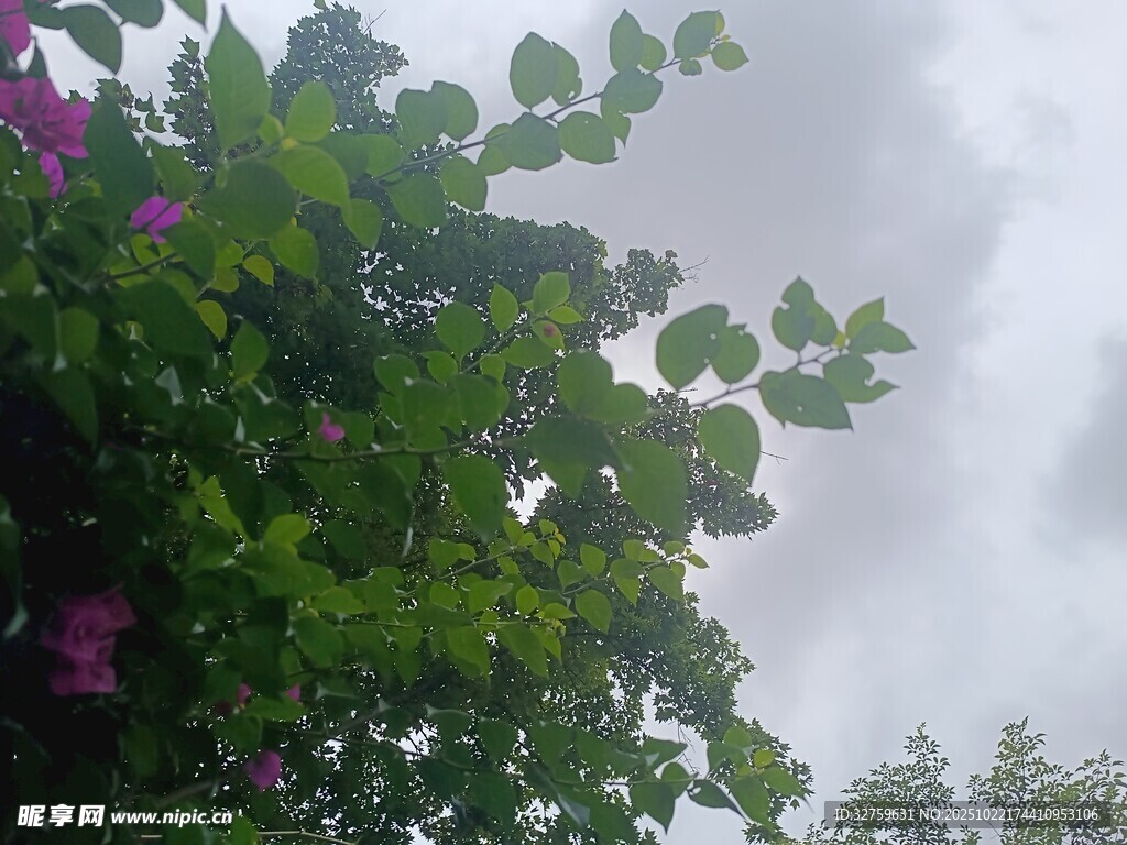 绿叶繁花间的朦胧天空