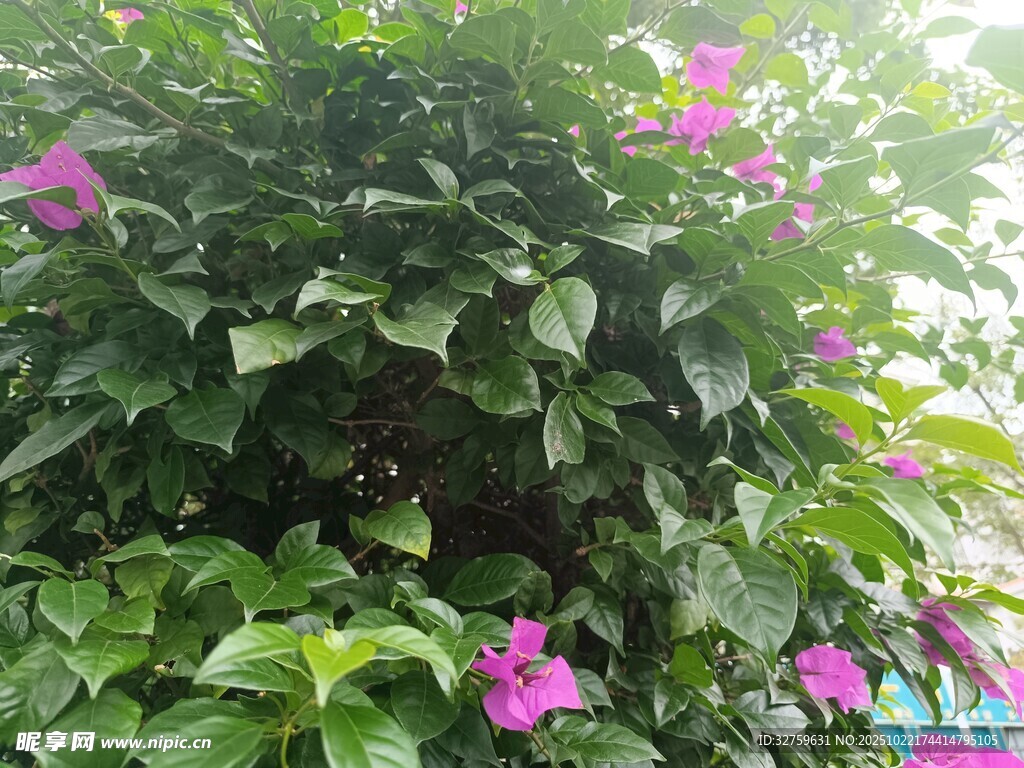 绿叶丛中绽放的娇艳花朵