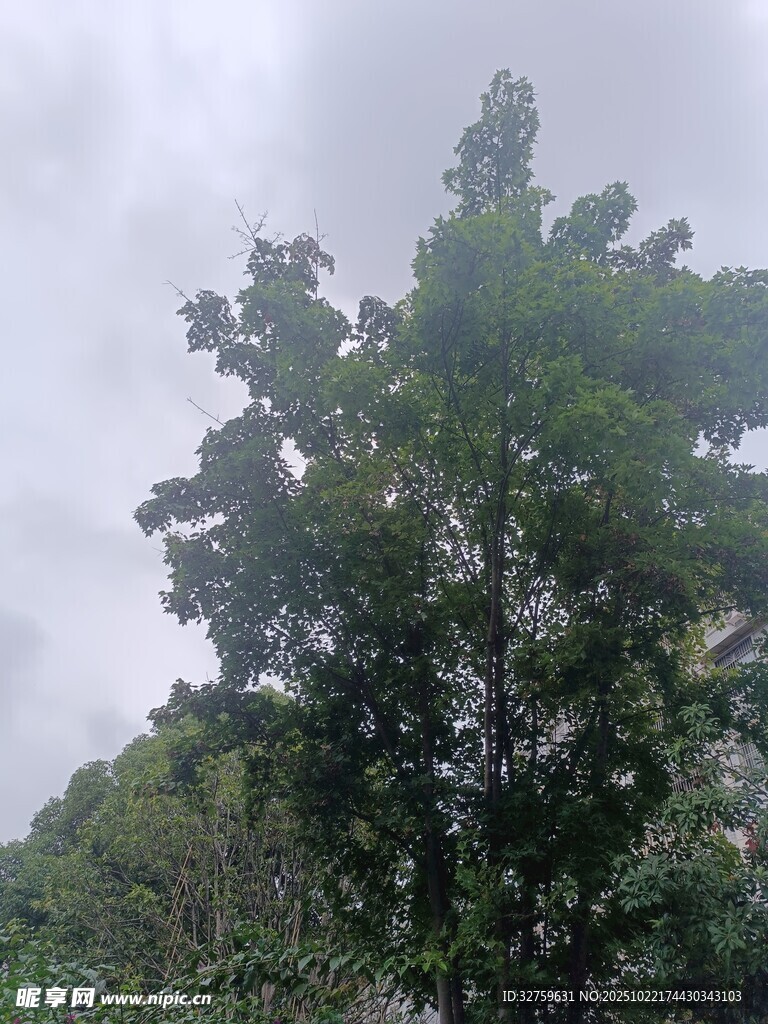 雨中挺立的茂盛绿树