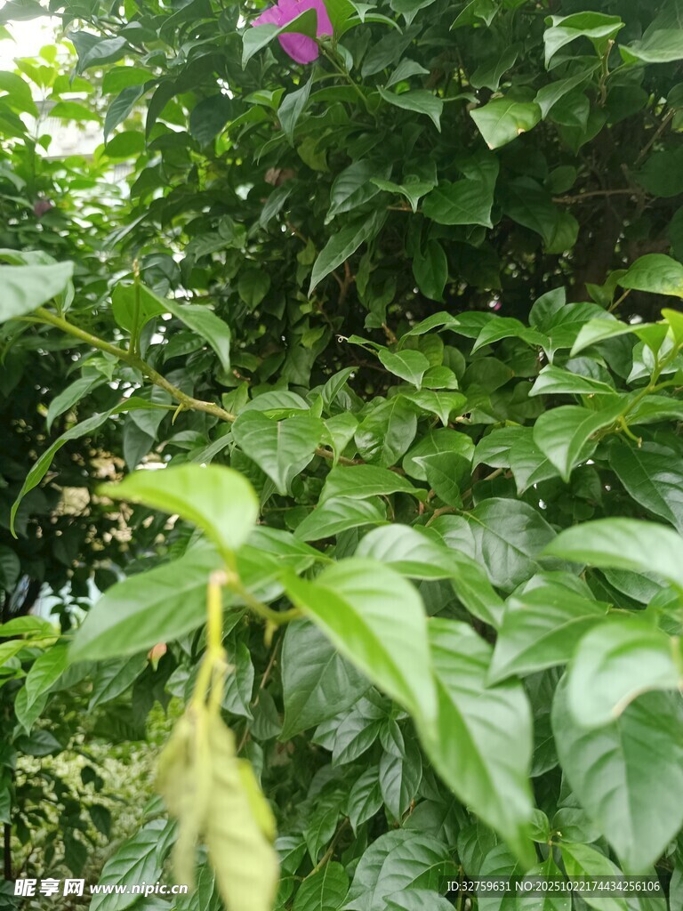 绿叶丛中的植物景致