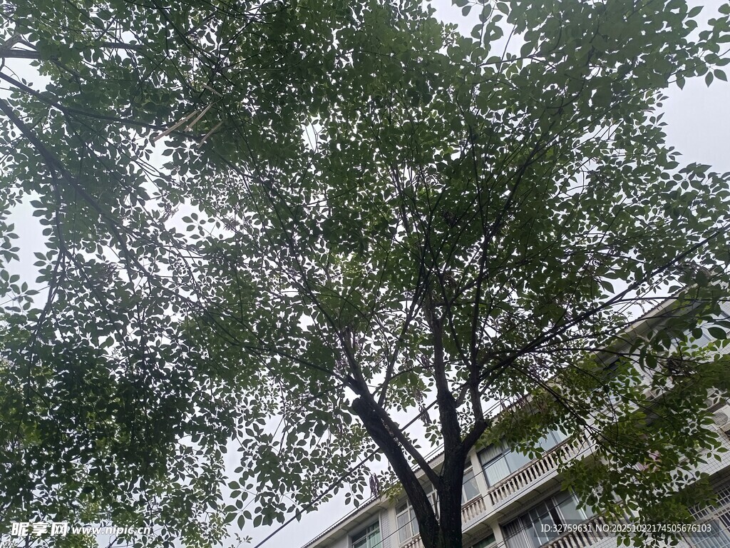 枝叶繁茂的街边树木