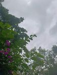 雨中繁花与葱郁枝叶