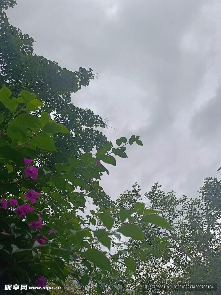 雨中繁花与葱郁枝叶