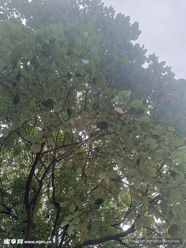 雨中葱郁树木