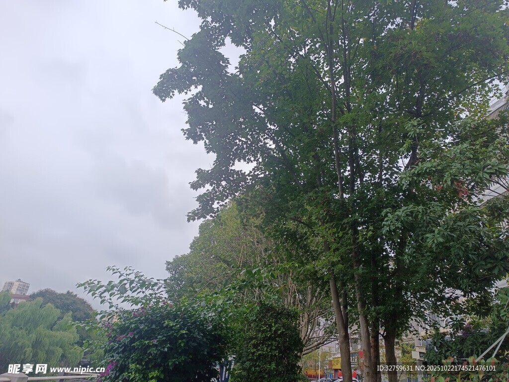 城市街道旁的葱郁树木