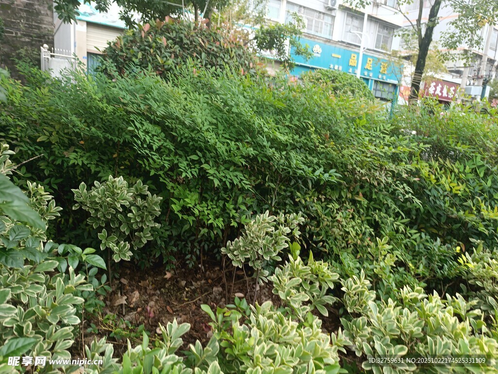 繁茂绿植景观